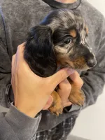 Chestnut, a male Miniature Dachshund for sale in Foothill Ranch, CA – 2 of 3