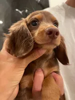 Louis light chocolate, a male Miniature Dachshund for sale in Chino Hills, CA – 3 of 3