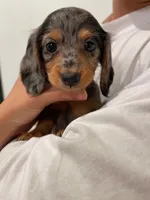 Miya, a female Miniature Dachshund for sale in Chino Hills, CA – 2 of 3