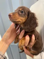 Kyle , a male Miniature Dachshund for sale in Foothill Ranch, CA – 2 of 4
