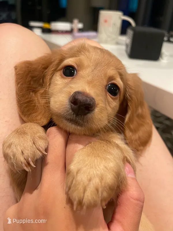 Momo – Miniature Dachshund puppy for sale in Chino Hills, CA