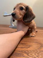 Ollie, a male Miniature Dachshund for sale in Chino Hills, CA – Photo 2 of 2