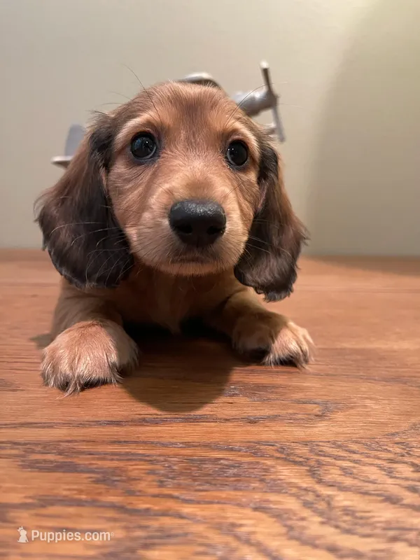 Ollie, a male Miniature Dachshund for sale in Chino Hills, CA – Photo 1 of 2
