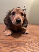 Ollie, a male Miniature Dachshund for sale in Chino Hills, CA – Photo 1 of 2