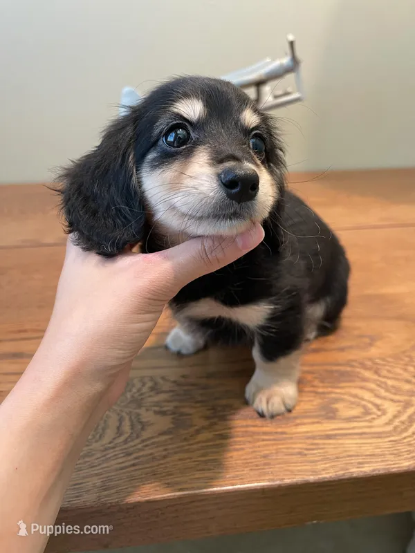 Pippa, a male Miniature Dachshund for sale in Chino Hills, CA – Photo 1 of 3