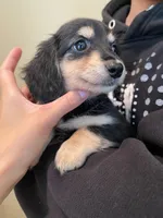 Pippa, a male Miniature Dachshund for sale in Chino Hills, CA – Photo 3 of 3