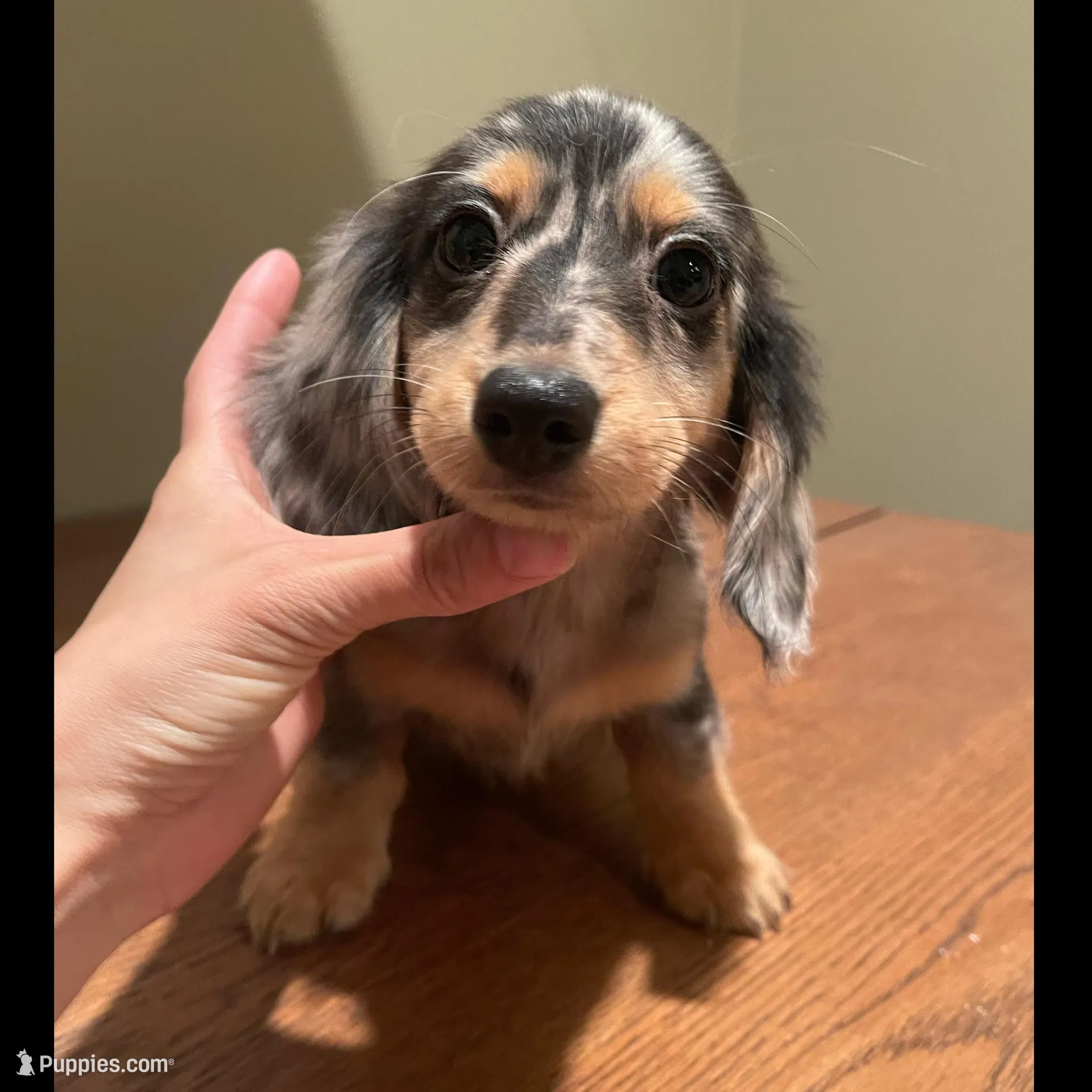 Silver – Miniature Dachshund puppy for sale in Chino Hills, CA