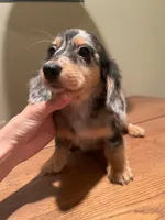 Silver, a female Miniature Dachshund for sale in Chino Hills, CA – Photo 2 of 3