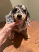 Silver, a female Miniature Dachshund for sale in Chino Hills, CA – Photo 3 of 3