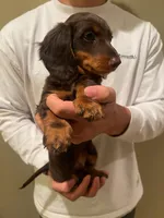 Charlie, a male Miniature Dachshund for sale in Chino Hills, CA – Photo 2 of 2