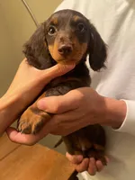 Charlie, a male Miniature Dachshund for sale in Chino Hills, CA – Photo 1 of 2