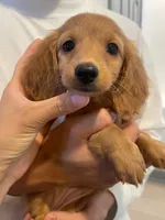 Sparkle, a female Miniature Dachshund for sale in Foothill Ranch, CA – 2 of 3