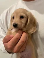Bruno, a male Miniature Dachshund for sale in Chino Hills, CA – 4 of 4