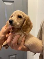creamy, a male Miniature Dachshund for sale in Foothill Ranch, CA – 2 of 2
