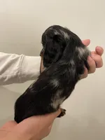 Miumiu , a female Miniature Dachshund for sale in Chino Hills, CA – 3 of 3