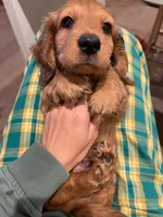 Puff , a male Dachshund and Miniature Dachshund for sale in Chino Hills, CA – Photo 4 of 4