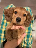 Puff , a male Dachshund and Miniature Dachshund for sale in Chino Hills, CA – Photo 3 of 4