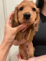 Puff , a male Dachshund and Miniature Dachshund for sale in Chino Hills, CA – Photo 2 of 4