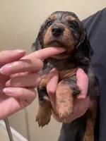 Milo, a male Miniature Dachshund for sale in Chino Hills, CA – Photo 2 of 4