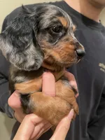Milo, a male Miniature Dachshund for sale in Chino Hills, CA – Photo 4 of 4
