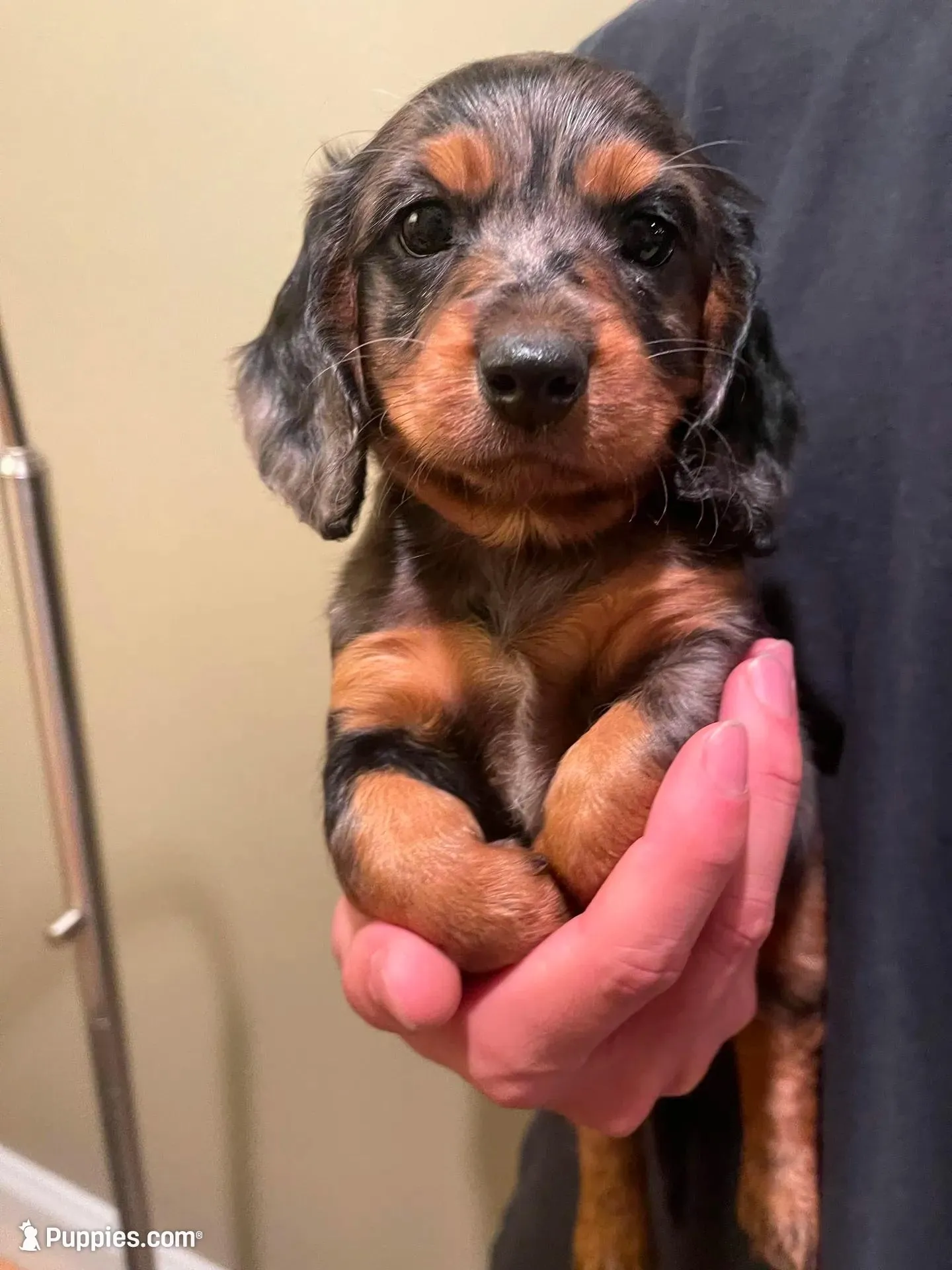 Milo – Miniature Dachshund puppy for sale in Chino Hills, CA