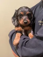 Milo, a male Miniature Dachshund for sale in Chino Hills, CA – Photo 3 of 4