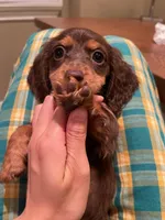 Mina, a female Miniature Dachshund for sale in Chino Hills, CA – Photo 2 of 3