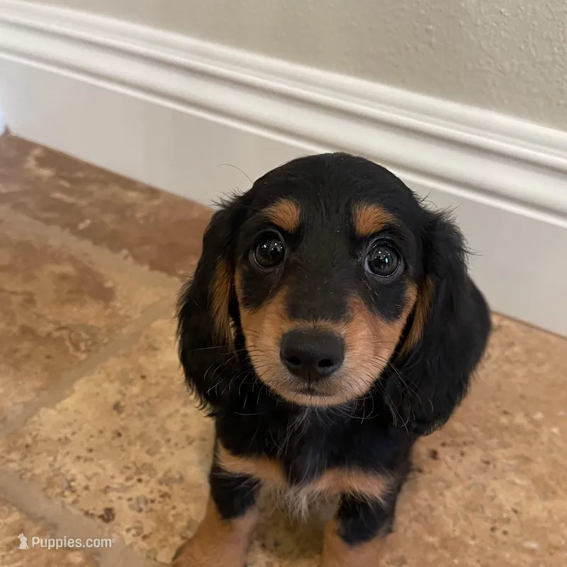 Mina – Miniature Dachshund puppy for sale in Chino Hills, CA