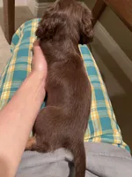 Mina, a female Miniature Dachshund for sale in Chino Hills, CA – Photo 3 of 3