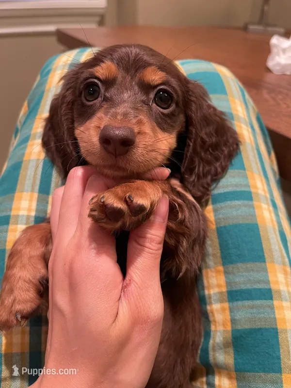 Mina – Miniature Dachshund puppy for sale in Chino Hills, CA