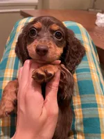 Mina, a female Miniature Dachshund for sale in Chino Hills, CA – Photo 1 of 3