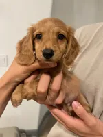 Alfie, a male Miniature Dachshund for sale in Foothill Ranch, CA – 1 of 3