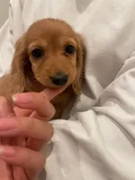 Moon, a female Miniature Dachshund for sale in Chino Hills, CA – 3 of 4
