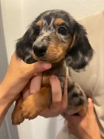 Cookie, a male Miniature Dachshund for sale in Foothill Ranch, CA – 2 of 3