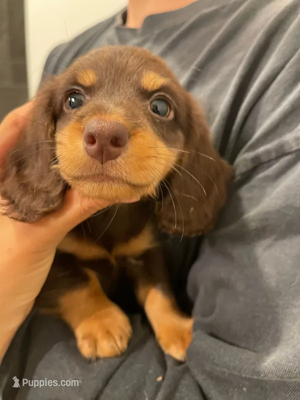 Choco chocolate – Miniature Dachshund puppy for sale in Chino Hills, CA
