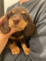 Choco chocolate, a male Miniature Dachshund for sale in Chino Hills, CA – 1 of 3