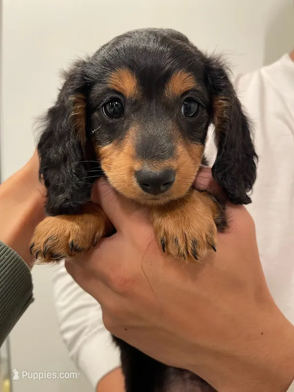 Cookie – Miniature Dachshund puppy for sale in Chino Hills, CA