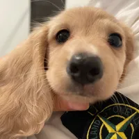 Bruno, a male Miniature Dachshund for sale in Chino Hills, CA – 2 of 4