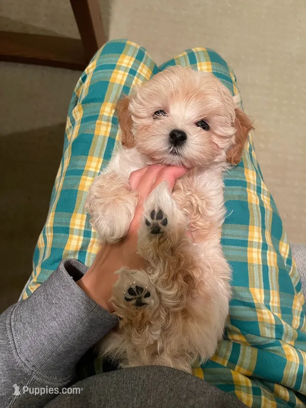 Louis – Maltipoo puppy for sale in Chino Hills, CA