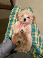 Louis, a male Maltipoo for sale in Chino Hills, CA – 1 of 3