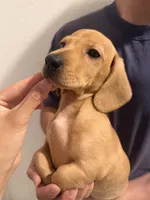Chunky, a male Miniature Dachshund for sale in Foothill Ranch, CA – 2 of 3