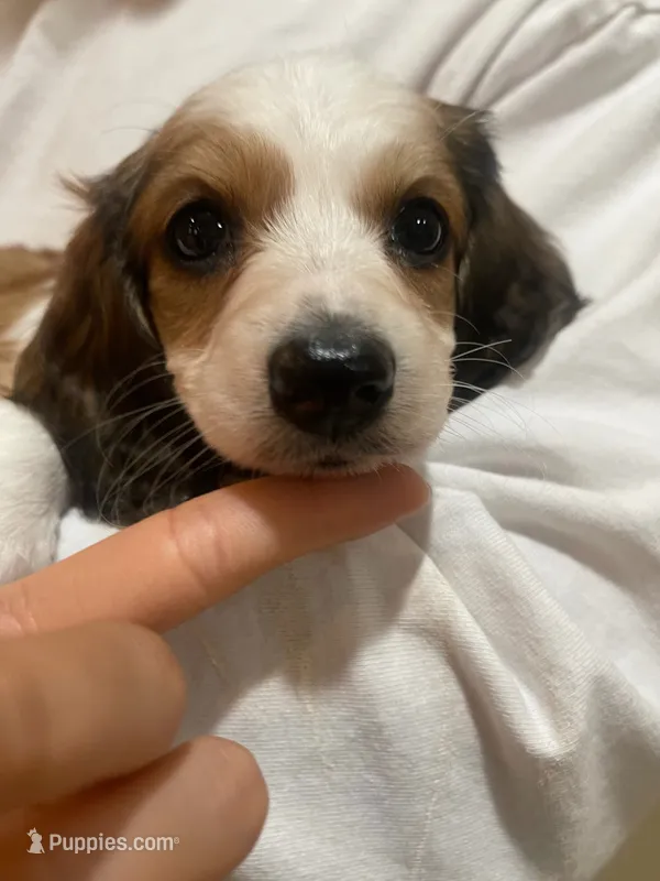 Daisy – Miniature Dachshund puppy for sale in Chino Hills, CA