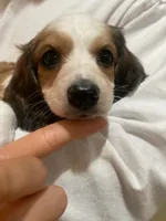 Daisy, a female Miniature Dachshund for sale in Chino Hills, CA – 1 of 3