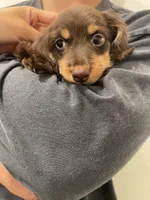 Choco chocolate, a male Miniature Dachshund for sale in Chino Hills, CA – 2 of 3