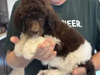 Tuxedo  girl , a female Poodle - Standard  for sale in Wentworth, SD – 1 of 7