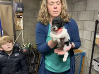 Raven tri parti girl, a female Poodle - Standard  for sale in Montrose, SD – Photo 3 of 3