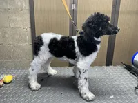 Raven tri parti girl, a female Poodle - Standard  for sale in Montrose, SD – Photo 1 of 3
