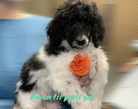 Raven tri parti girl, a female Poodle - Standard  for sale in Montrose, SD – Photo 2 of 3