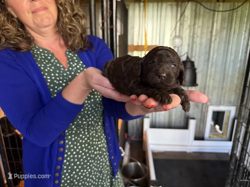 Brown male  – Poodle - Standard  puppy for sale in Wentworth, SD