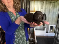Brown male , a male Poodle - Standard  for sale in Wentworth, SD – 1 of 4